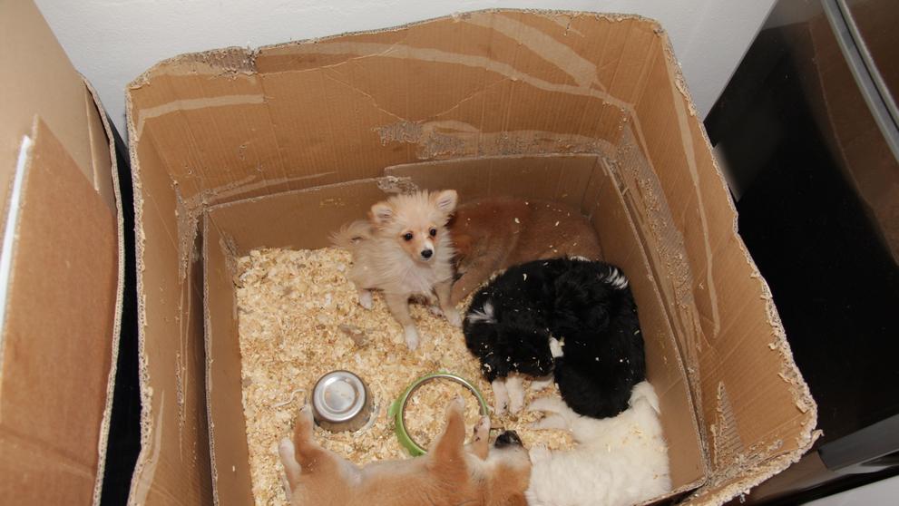 Ostravští policisté prověřují okolnosti obchodu se psy - 2