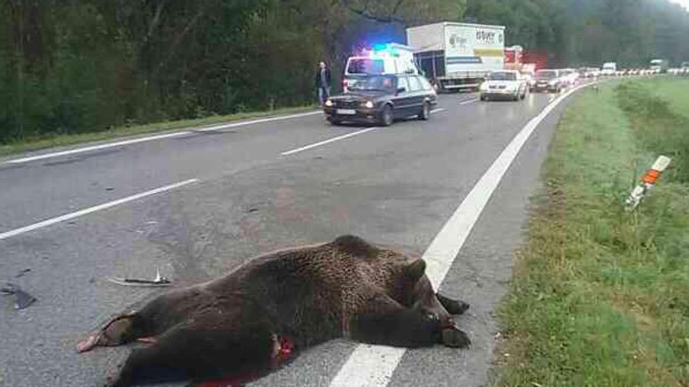 Kamion na Slovensku srazil medvěda a střetl se s osobním autem - 3