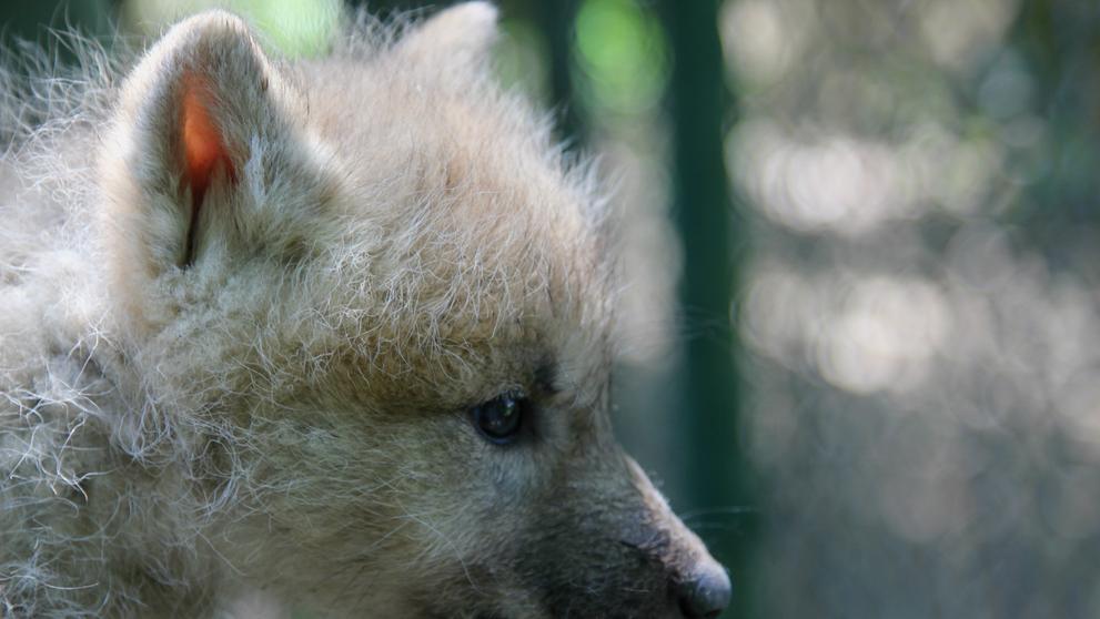Paterčata vlků arktických v brněnské ZOO - 1