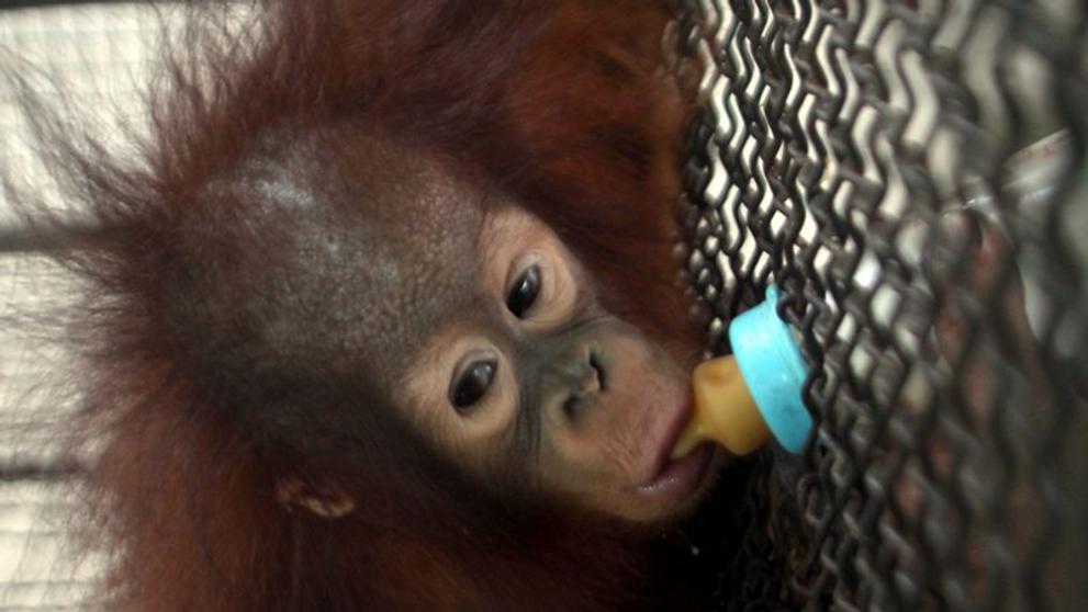 Nejhorší zoo na světě v indonéské Surabaye - 2