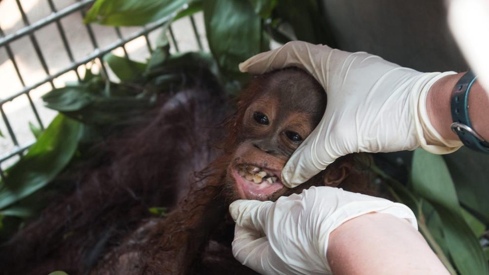 Samici orangutana s mládětem se podařilo útect před ohněm i vesničany - 2