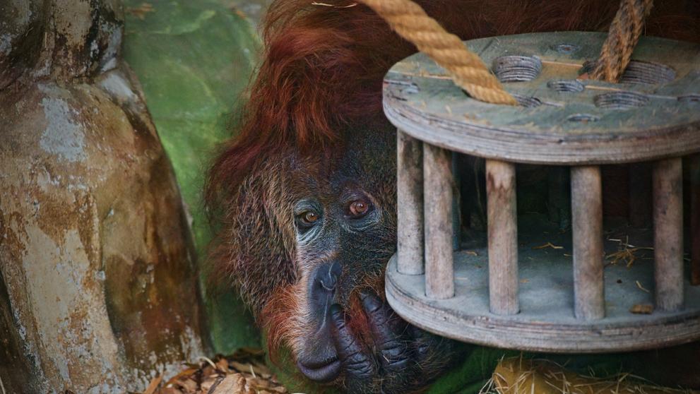 Orangutan Ferda