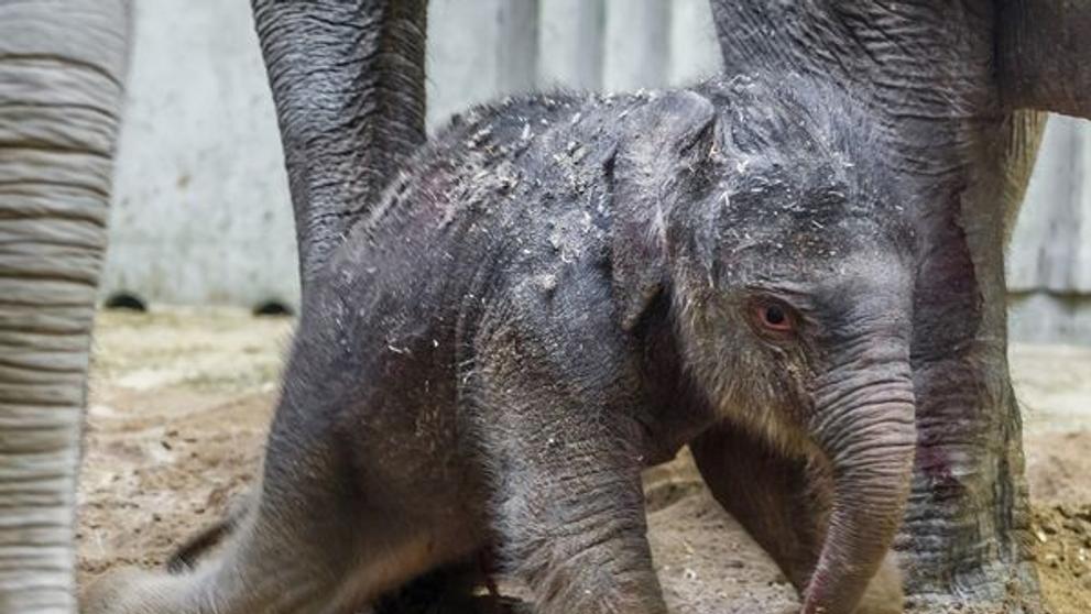 V pražské zoo se narodilo slůně