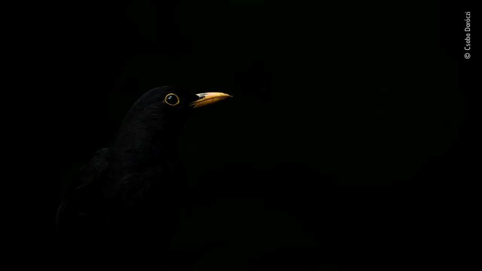 Wildlife Photographer of the Year - Csaba Daróczi