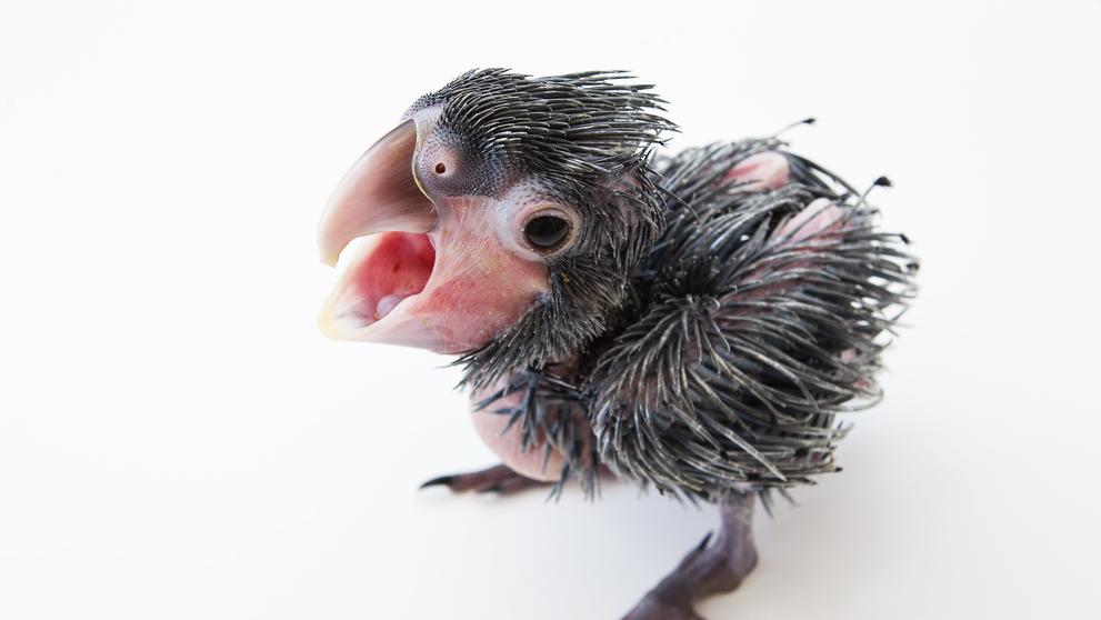 Mládě vzácného kakadu palmového z pražské zoo - 11