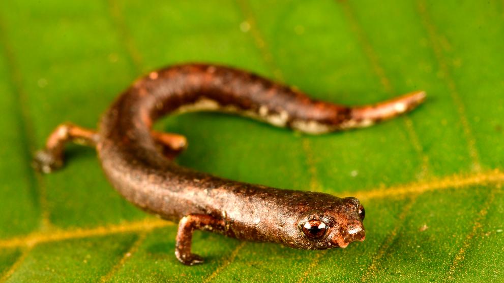 Mlok (Bolitoglossa sp.) žijící na stromech