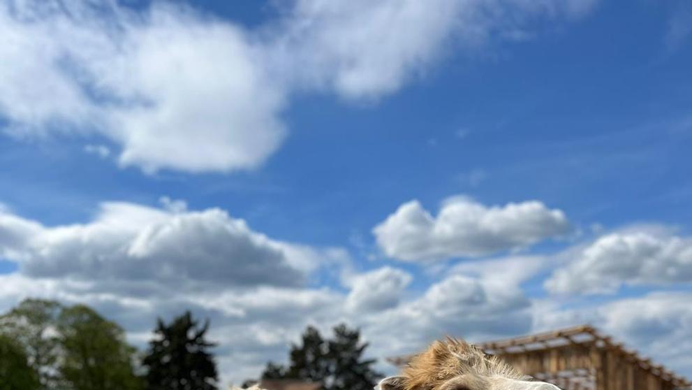 Velbloudice Nubi zemřela poté, co jí návštěvníci dali jídlo (8)
