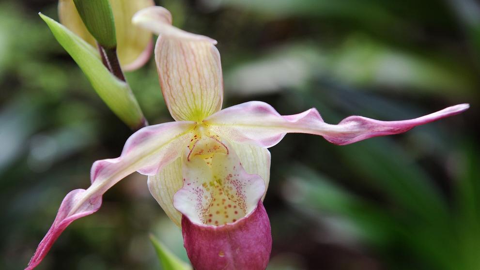 Výstava orchidejí - 2