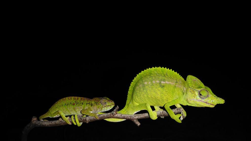 Voeltzkow's Chameleon - 3