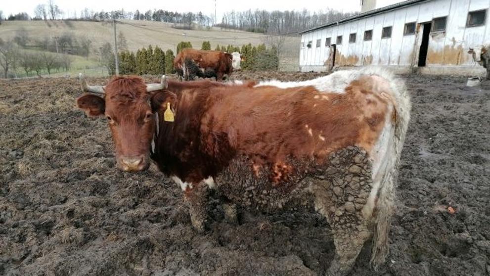 Kontrola u chovatele ve Vysoké u Hustopečí nad Bečvou
