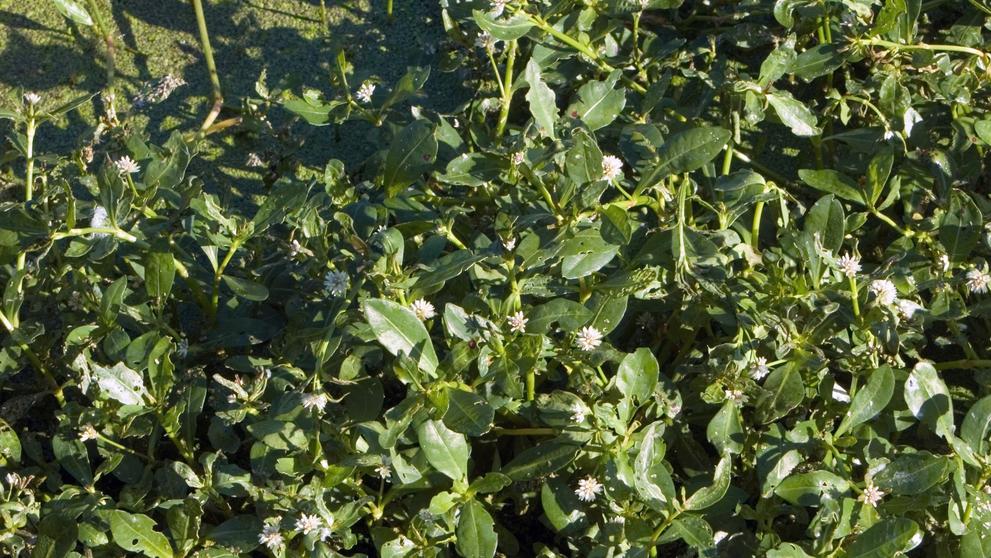 Plevuňka Philoxeroides