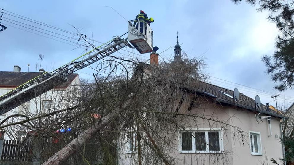 Padlý strom v Ústeckém kraji