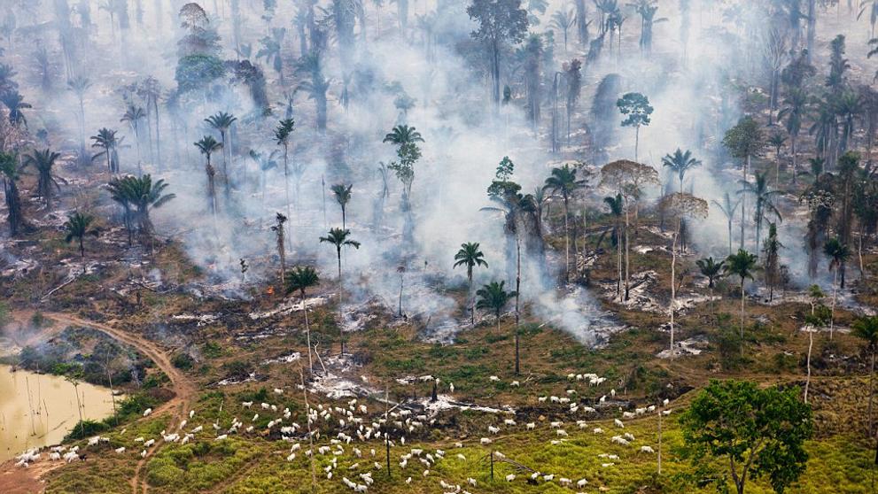 Fotografie znázorňující ničivé důsledky přelidnění - Dobytek pasoucí se v hořící Amazonské džungli - Brazílie