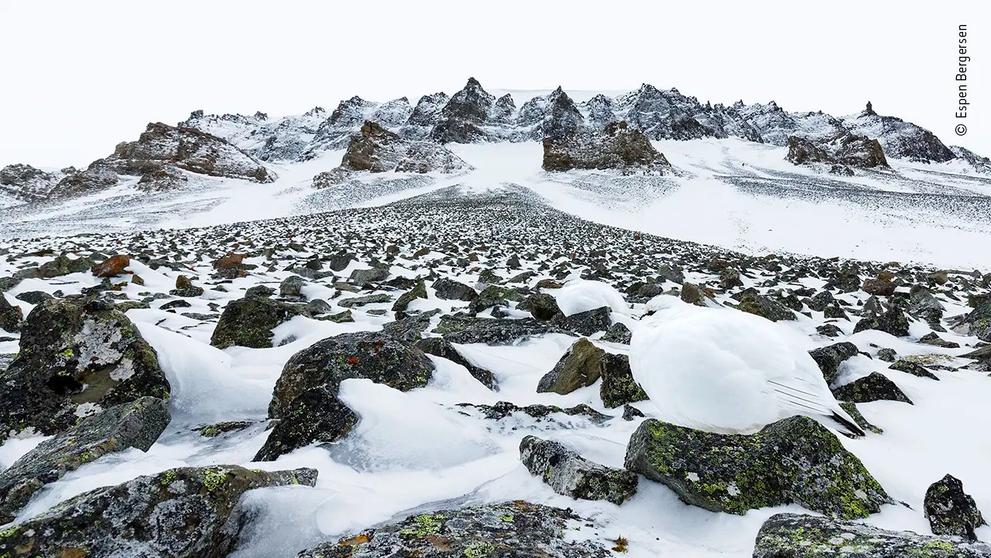 Wildlife Photographer of the Year - Espen Bergersen