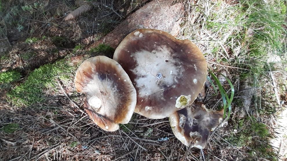 Úlovek mykologa Hejla
