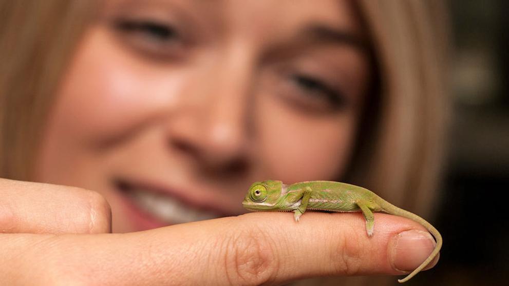 Malí chameleoni z australské zoo - 10