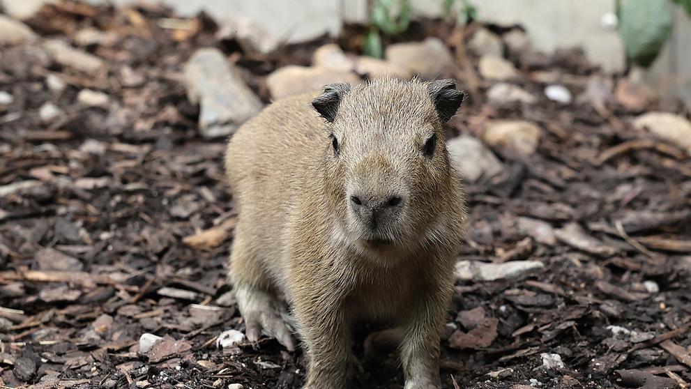 V pražské zoo se narodily malé kapybary (3)