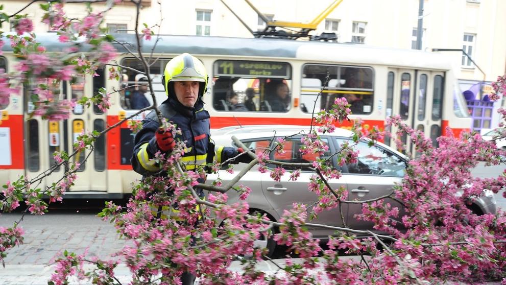 Spadlý strom v Praze na Nuselské - 6