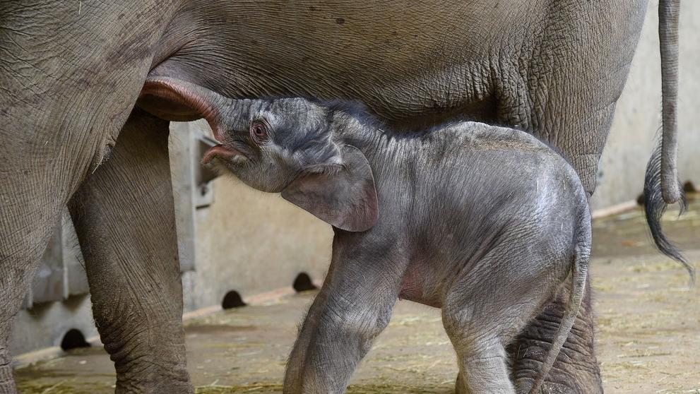 Slůně v pražské zoologické zahradě - 2