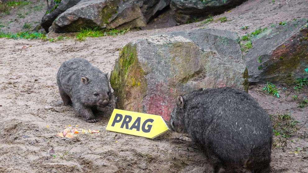Vombat v pražské zoo
