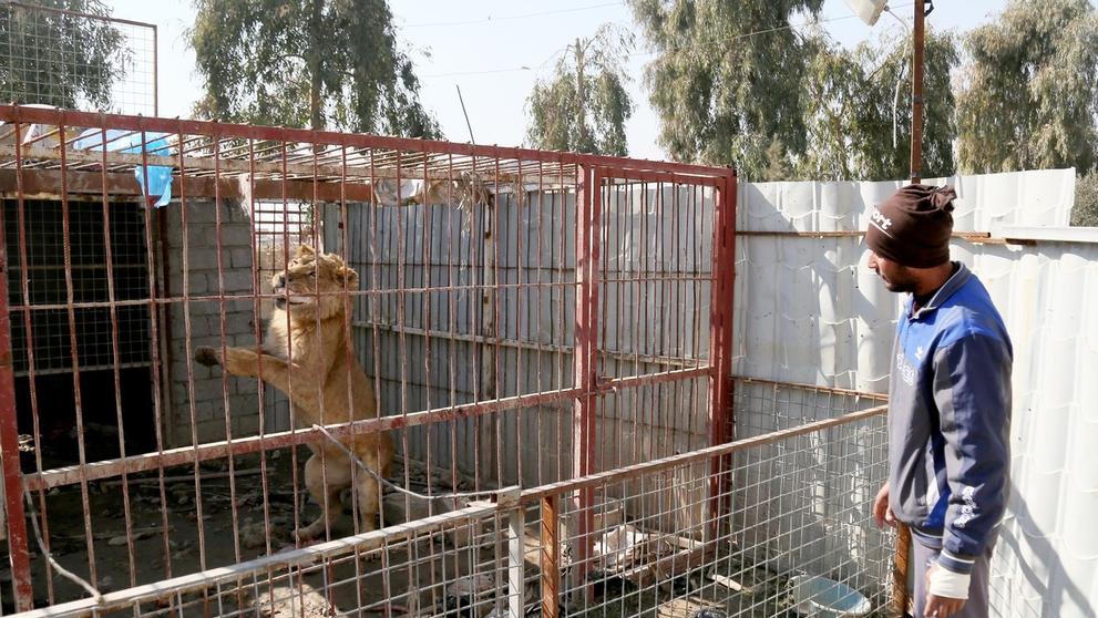 V mosulské ZOO v Iráku přežil jen lev a medvěd - 3
