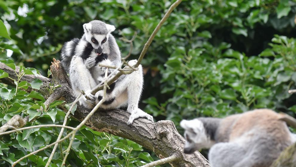 Krmení lemurů v ZOO Praha - 4
