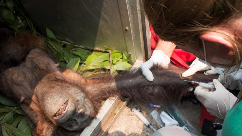 Samici orangutana s mládětem se podařilo útect před ohněm i vesničany - 3