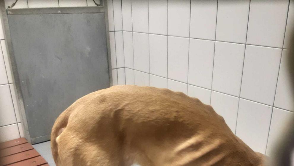 Týrání zvířat na Hradecku - 2