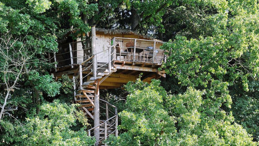 Tree house - 15