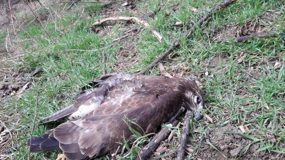 Kriticky ohrožení luňáci byli otráveni na Hodonínsku a Litoměřicku - 1