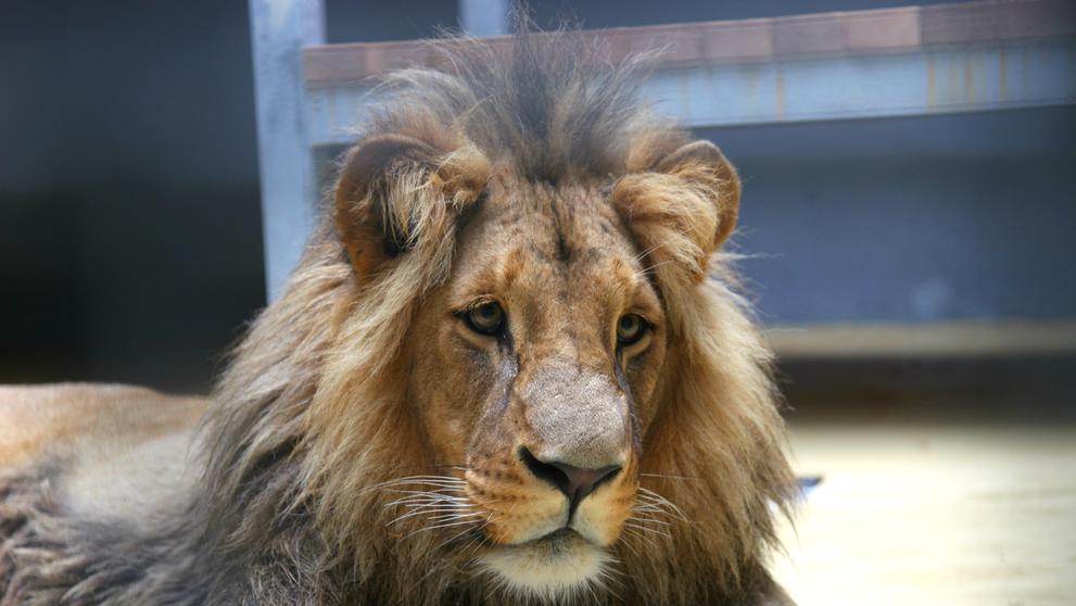 Narození lvíčat v brněnské zoo - 4