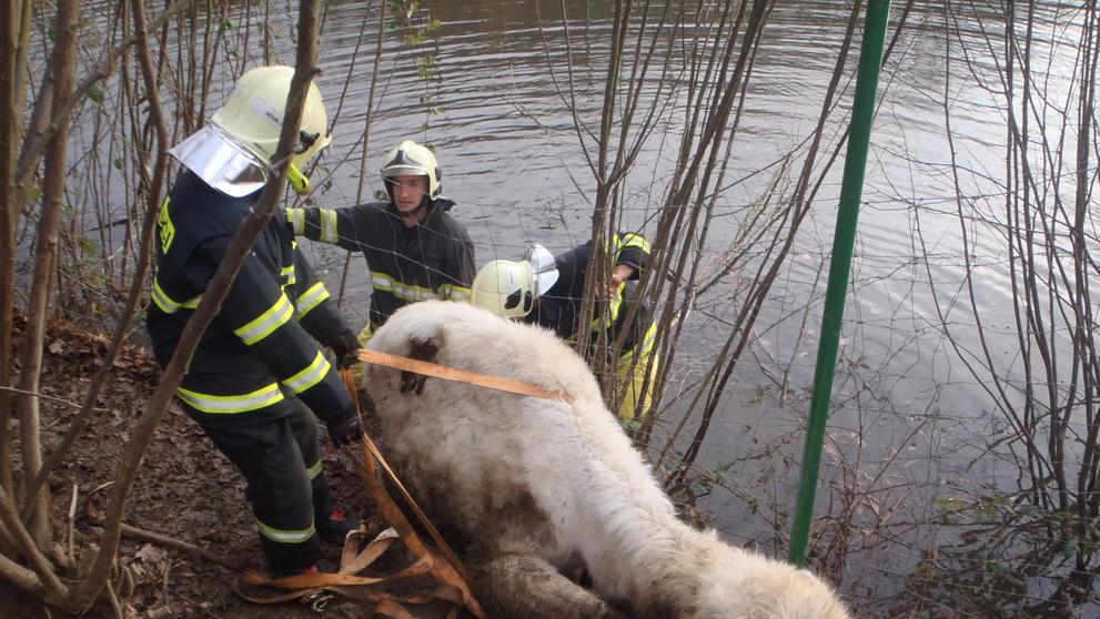 Středočeští hasiči vyprošťovali z rybníku velblouda