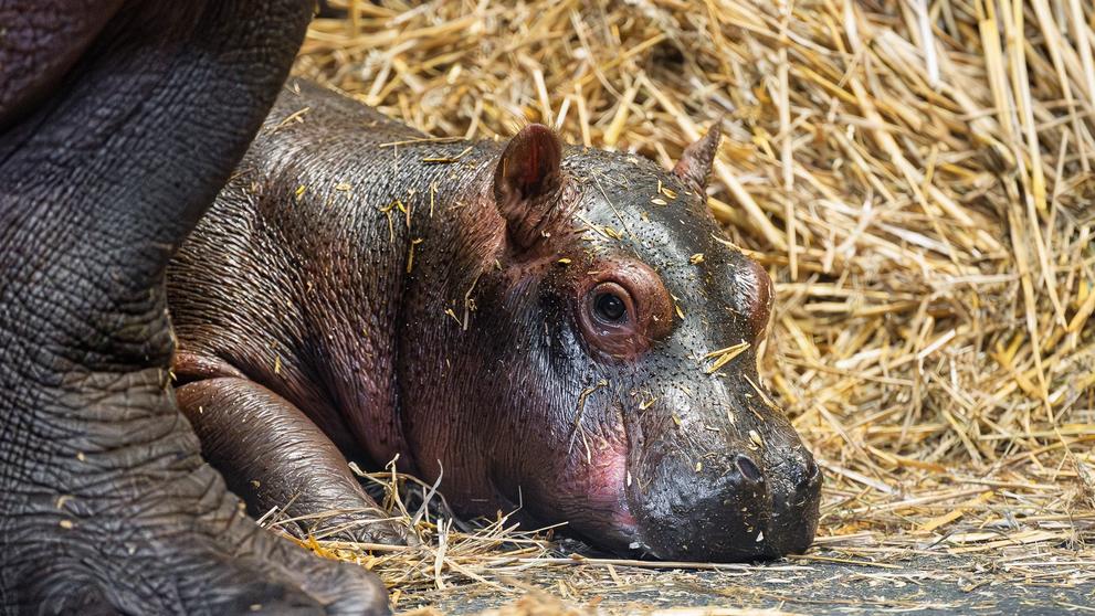 zoo-dvur-hroch