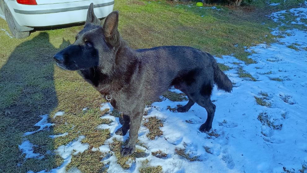 Policie nabízí lidem německého ovčáka Jorgana (3)