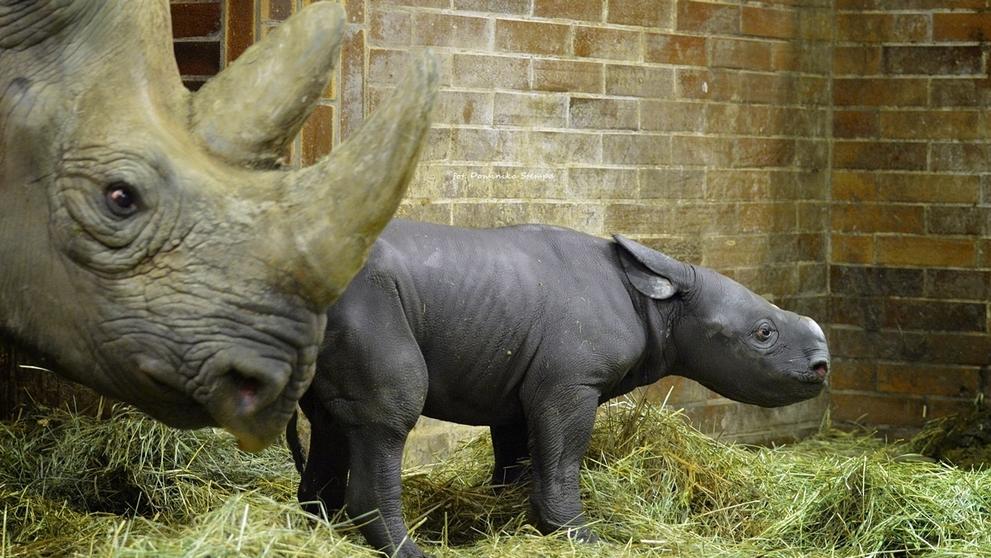 Do Safari Parku Dvůr Králové přibyli během dvou dnů hned dva nosorožci - 3