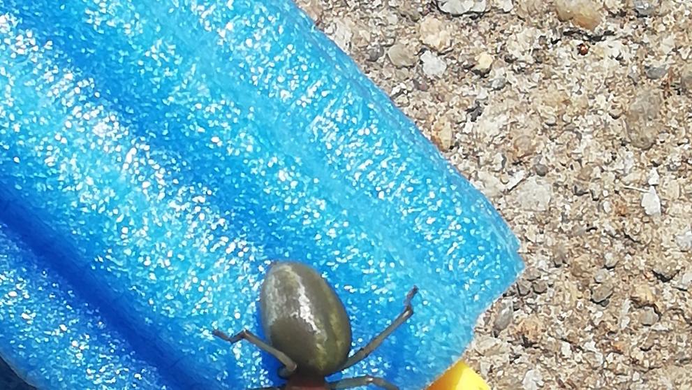 Na zahradě se rodině usadila zápřednice jedovatá - 1