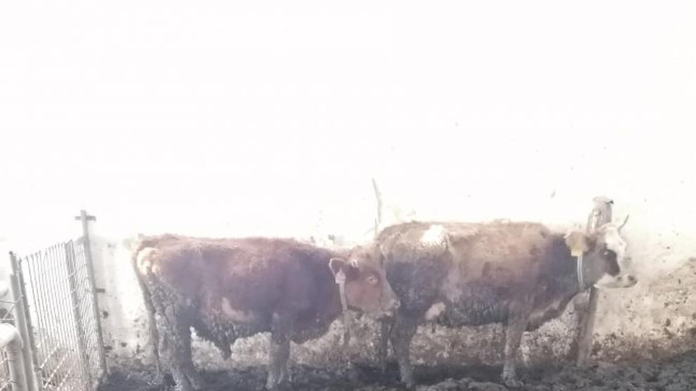 Kontrola u chovatele ve Vysoké u Hustopečí nad Bečvou