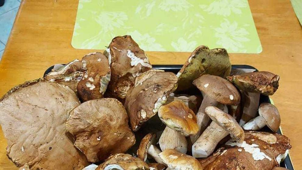 Čtenáři TN.cz ukázali nasbírané houby - 5