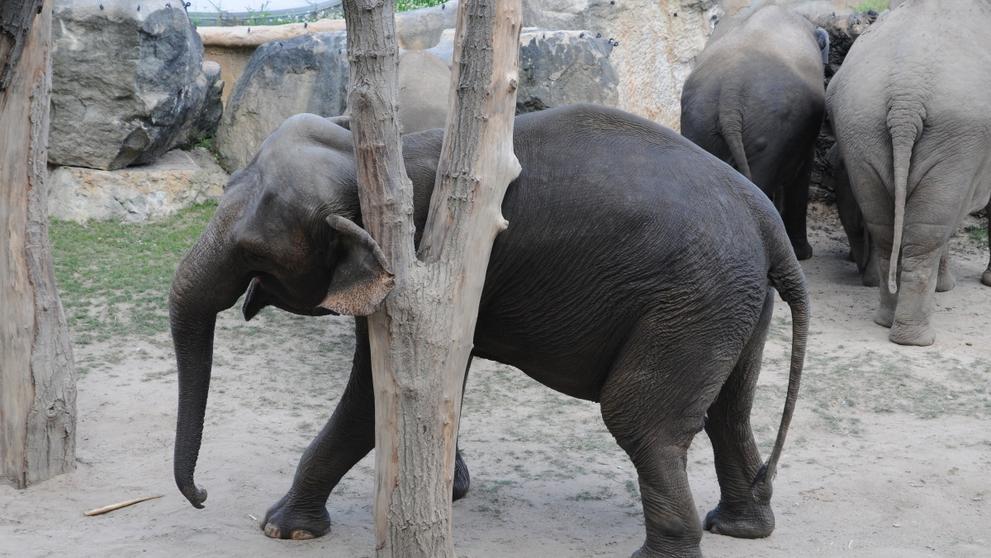 Jak se sloni v pražské zoo drbou - 1