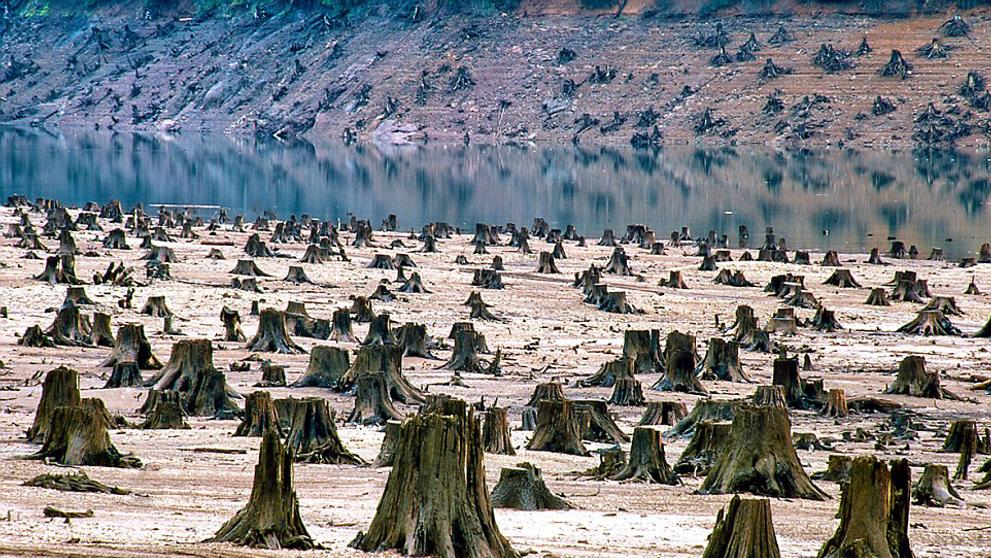 Fotografie znázorňující ničivé důsledky přelidnění - Národní les v Oregonu, 99% stromů pokáceno - USA