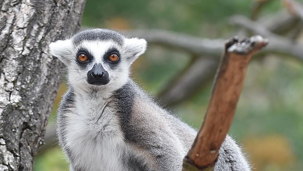 Krmení lemurů v ZOO Praha - 1