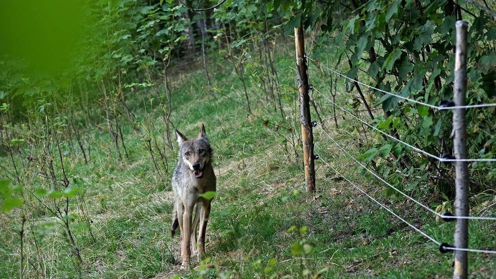 Vlčice z Krkonoš - 6