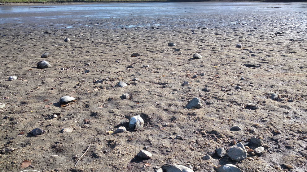 Škeblice asijská