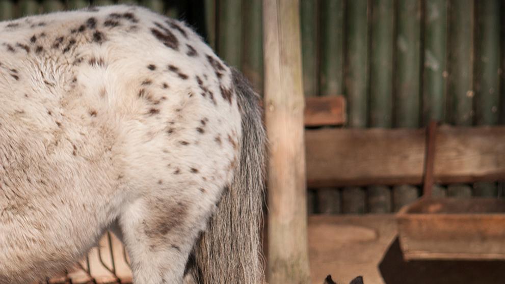 Mláďata v ZOO Liberec - 3