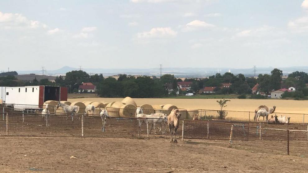 Policie zasahuje u Prahy kvůli nelegálnímu zabíjení zvířat - 1