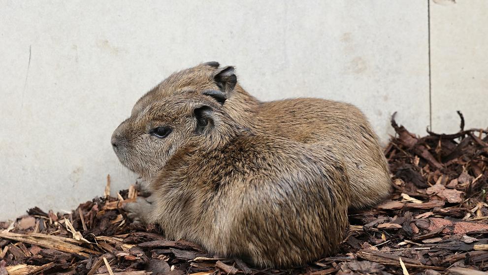 V pražské zoo se narodily malé kapybary (4)