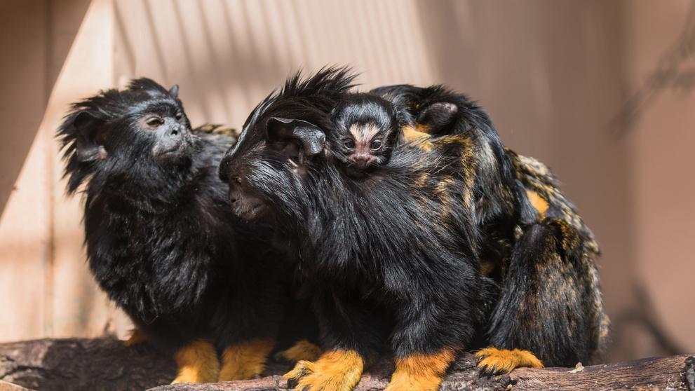 Dvojčata tamarína žlutorukého z brněnské zoo