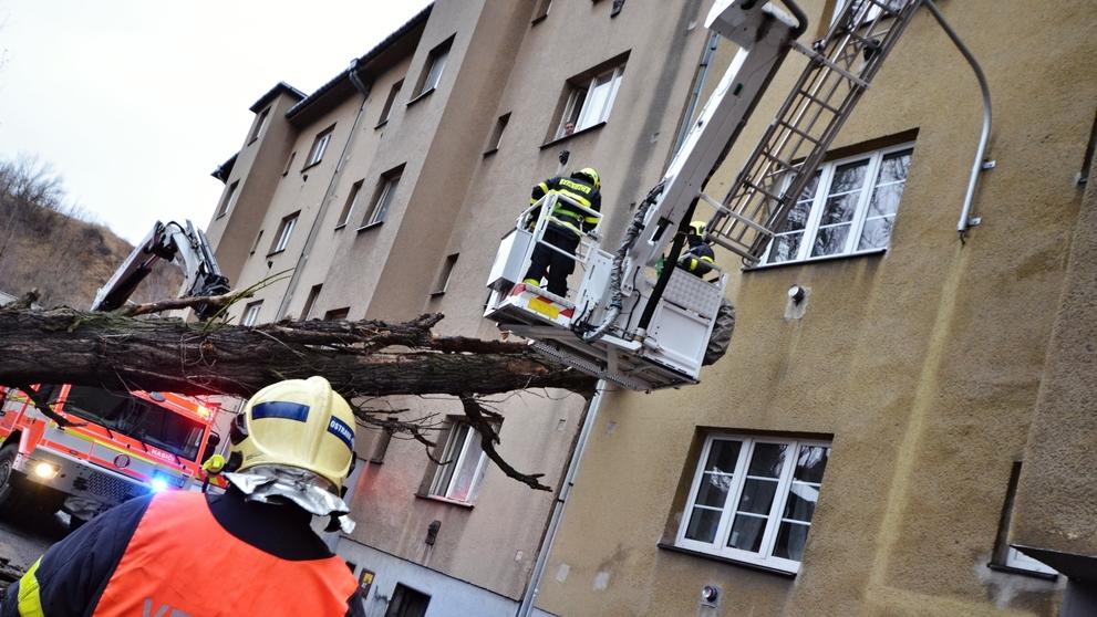 Spadlý strom v Ostravě (3)