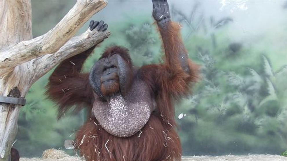 Orangutan Ňuňák
