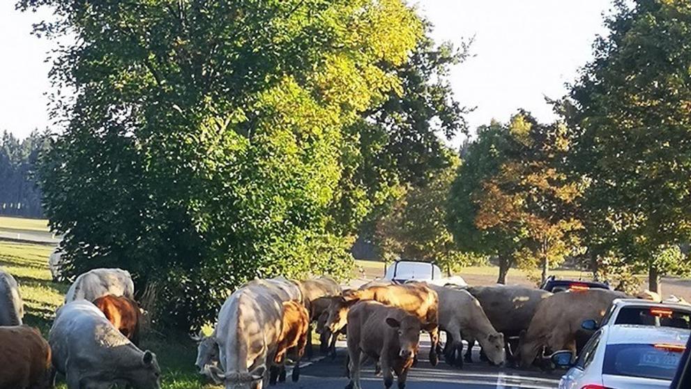 Krávy na Jihlavsku zablokovaly dopravu - 1
